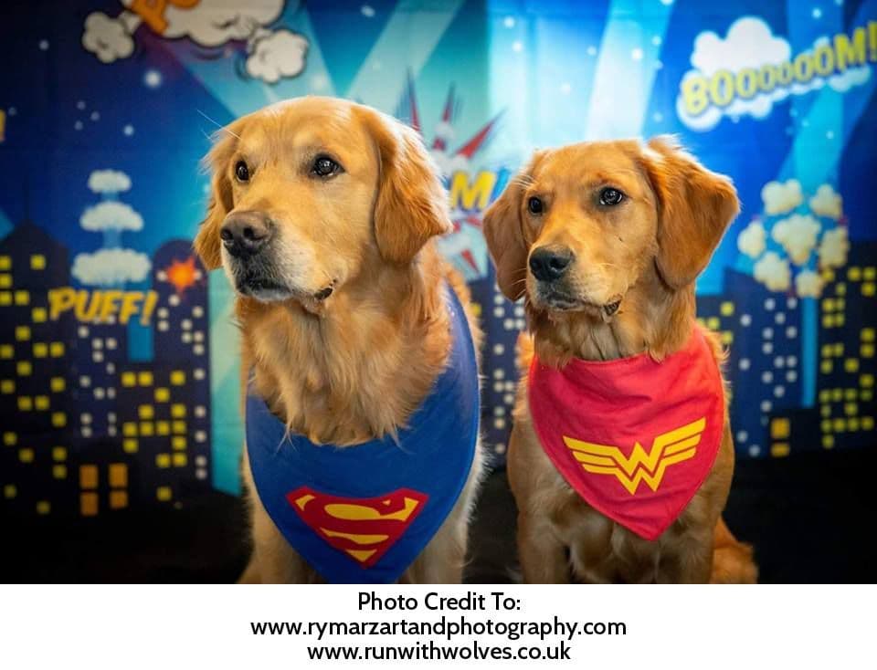 Superdog Superman Blue Dog Bandana