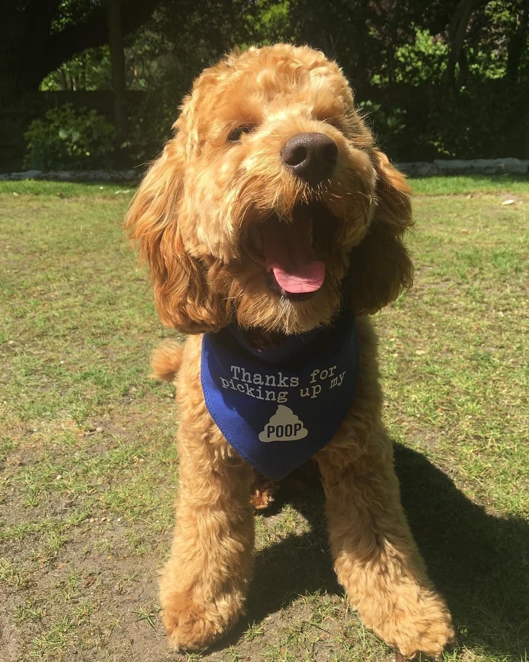 Thanks For Picking Up My Poop' Father's Day Dog Bandana