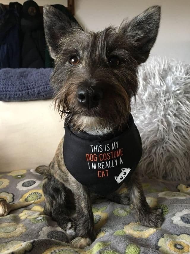 'This Is My Dog Costume' Halloween Dog Bandana